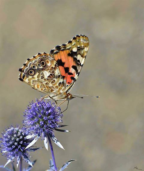 JardinFloral - 02 - Papillon_fleur bleu (c)M_Ouellet