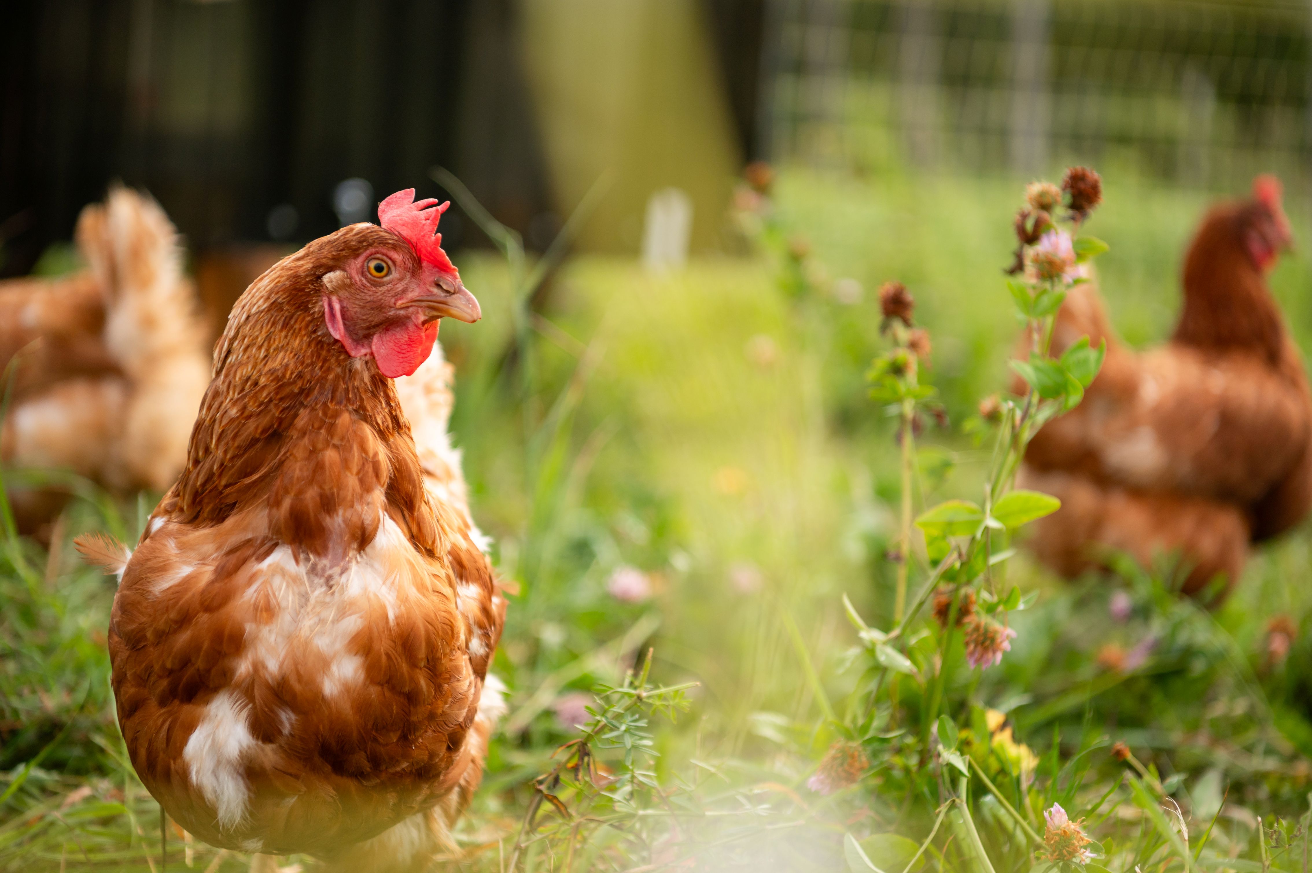 Roch le Fermier - 04