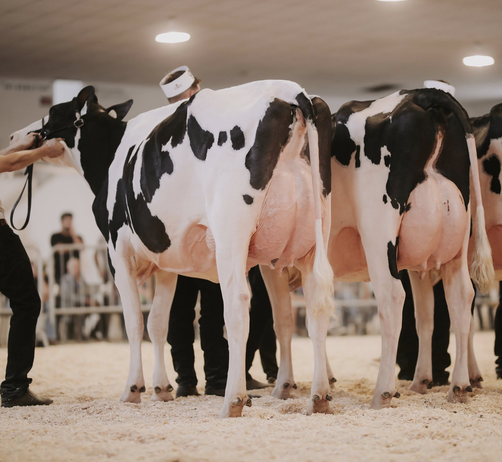 Holstein-3